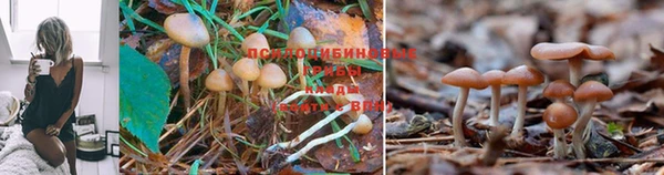 трава Белокуриха