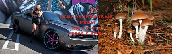 трава Белокуриха